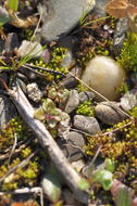 Graviers (Alluvions de la Sûre), principalement formés de fragmetns de schiste, accessoirement Quartz