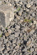 Calcaire coquiller et corallien concassé (Calcaire de Rumelange)