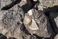 Calcaire coquiller et corallien concassé (Calcaire de Rumelange), coquillages fossiles