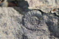 Minerai de fer oolithique (Minette), fossile d'ammonite
