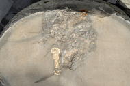 Concrétions de calcaire, fragments d'ammonite