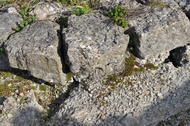 Calcaire (Marnes et calcaires de Strassen)