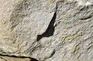 Calcaire (Marnes et calcaires de Strassen), fracture