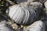 (Marnes et calcaires de Strassen), Gryphée fossile