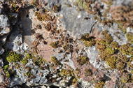 Scories de haut fourneau