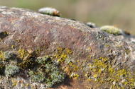 Loupe de fonte