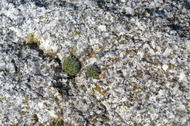 Granite