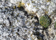 Granite